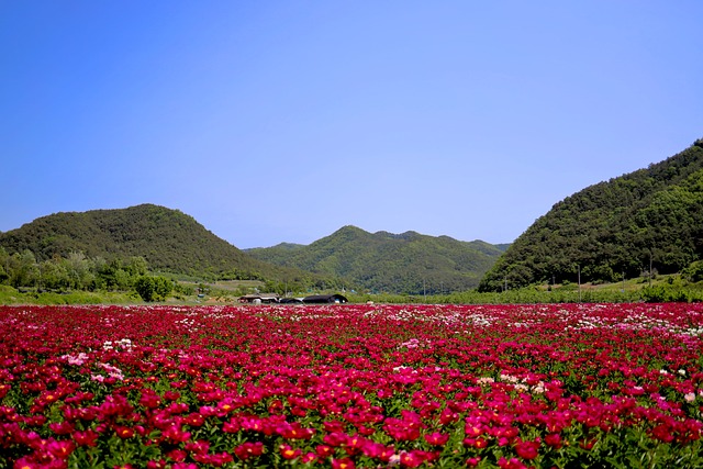  경상북도 저출생 극복 위한 투자 확대

 bbs_20240514020603.jpg