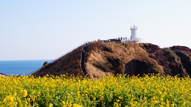 [제주도 제주산 흑돼지 품질 개선을 위한 등급 판정 개선 추진]

 bbs_20240515054803.jpg