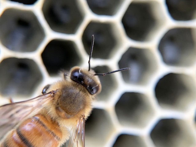  하이브 어도어 대표 해임 가능성 제기

 bbs_20240602023008.jpg