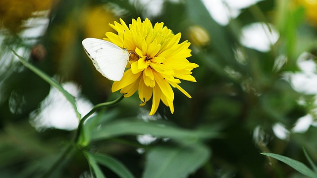  인천 서구 보훈대상자에게 감사와 존경의 마음 전해

 bbs_20240625020703.jpg